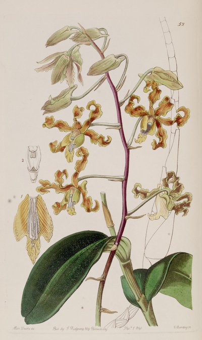 Dendrobium discolor by Miss Drake